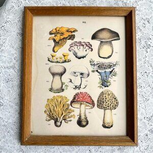 Vintage Wood Framed Mushroom Chart Decor 8x10